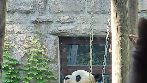 Padiglione dei Panda allo Zoo di Pechino: scopri il fascino con il tuo esclusivo biglietto d'ingresso
