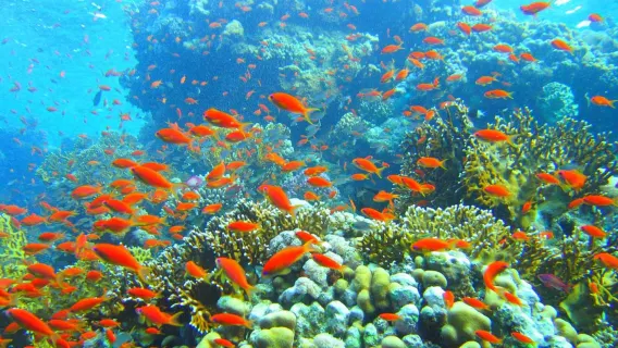 Trải nghiệm lặn 8 giờ tại Vườn quốc gia Ras Mohammed, Sharm El-Sheikh, Ai Cập [Tour lặn bình khí Ras Mohammed khởi hành từ Sharm El-Sheikh]