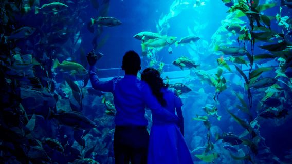 Ripley's Aquarium of Canada: Sharks After Dark