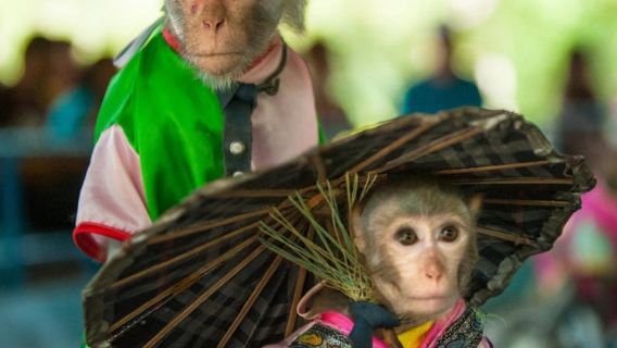 Nha Trang | Monkey Island tour