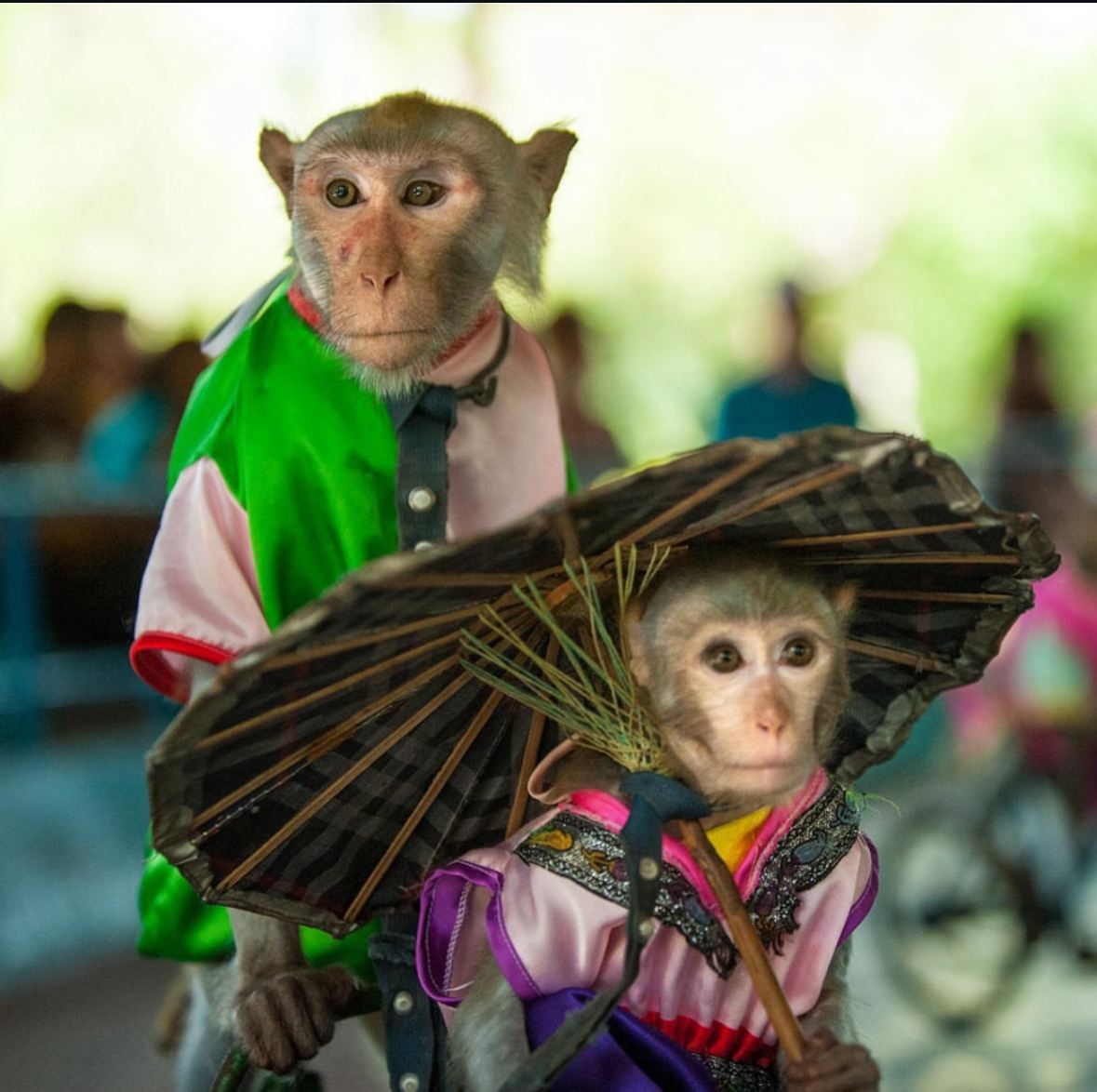 Nha Trang | Monkey Island tour