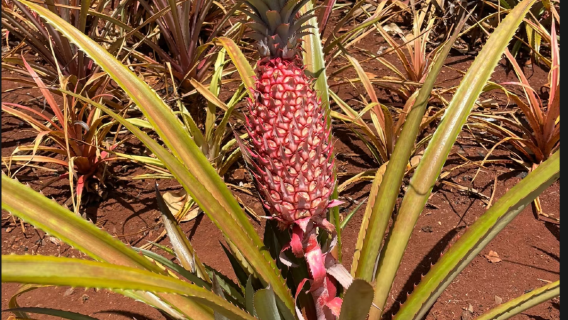 夏威夷瓦胡島鑽石頭山+伊奧拉尼王宮+珍珠港+都樂菠蘿種植園