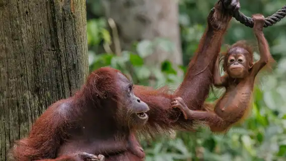 Lawatan Separuh Hari ke Semenggoh Wildlife Centre dari Kuching - Pilihan Tour Pagi atau Petang