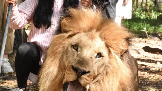 one-day tour to Casela Zoo in Mauritius