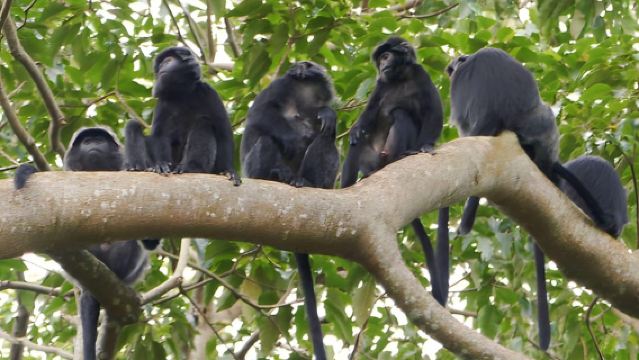 Lombok: Tetebatu Walking Tour with Monkey Forest & Waterfall