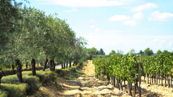 From Montpellier: Wine and Olive Tour
