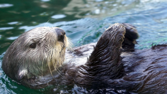 【包車日遊】摩天輪+水族館+派克市場+太空針塔+奇胡利玻璃園