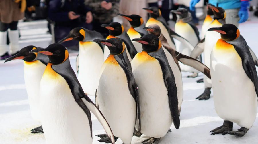 北海道+旭川市旭山動物園+森林精靈露台+青池一日遊|可選9-13人