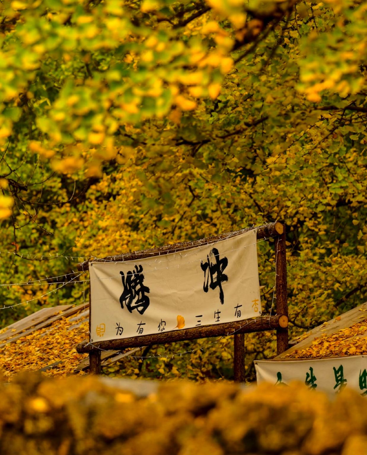 Yunfeng Mountain Scenic Area + Ginkgo Village 1-day tour