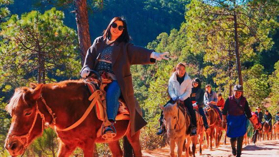 麗江拉市海茶馬古道一日遊【騎馬+午餐+會所+濕地公園+篝火】