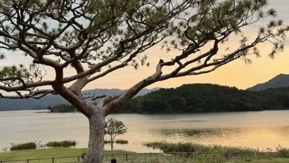 首爾出發大田一日遊：大清湖與東鶴寺湖光山色中文包車之旅