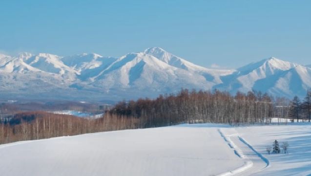 北海道旭山動物園+青池+白鬚瀑布+網紅聖誕樹一日遊