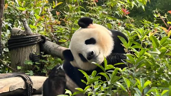 Chengdu Panda Valley + Dujiangyan private charter day tour