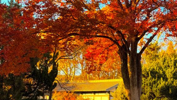 南京明孝陵半日遊【2-10人團+深度導覽】