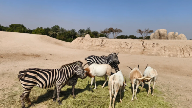 Lawatan sehari sewaan peribadi berbahasa Cina ke Zoo Al Ain + Oasis Al Ain | Pengalaman pemandangan padang pasir Arab