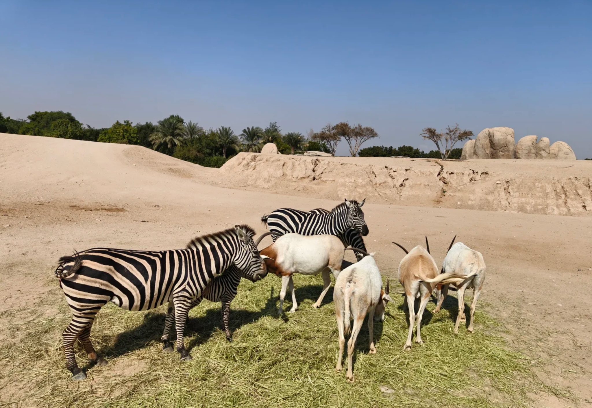 阿拉伯聯合大公國艾因動物園+艾因綠洲中文包車一日遊｜阿拉伯沙漠風光體驗