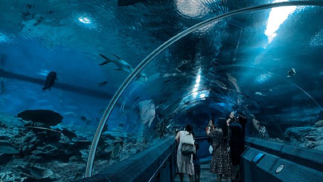 Pattaya Underwater World: Passeggiata nel Tunnel e Avventura con la Vita Marina