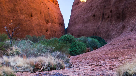 ウルル(エアーズロック)の日の出&カタ・ジュタ【英語ガイド付き+ホテル送迎+温かい日の出ティー】