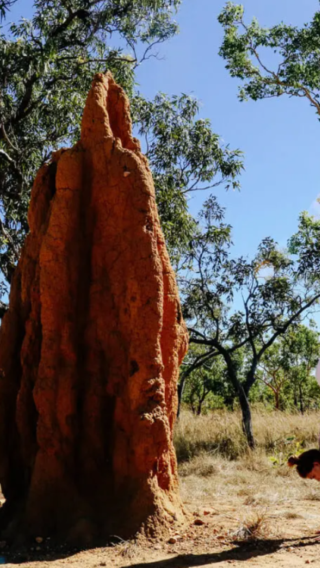Darwin Round-Trip Litchfield National Park + Waterfalls 1-Day Tour [City Transfer | Lunch Included]