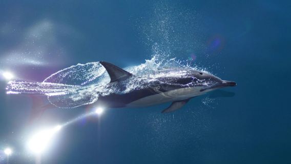 Auckland Hauraki Gulf Whale and Dolphin Discovery Tour