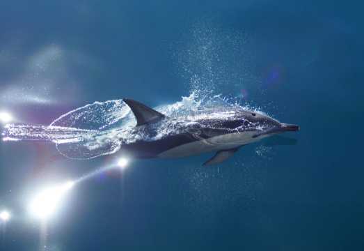 Auckland Hauraki Gulf Whale and Dolphin Discovery Tour