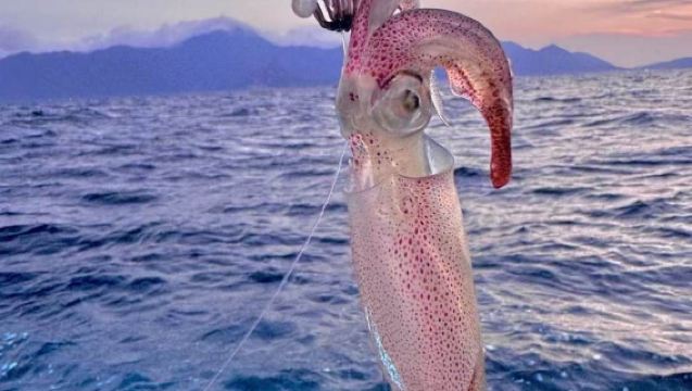 【香港遊艇拼船出海釣墨魚】香港維多利亞遊艇釣墨魚