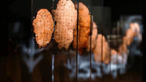 如趣講堂·殷墟博物館人員導覽（不含門票）+耳機