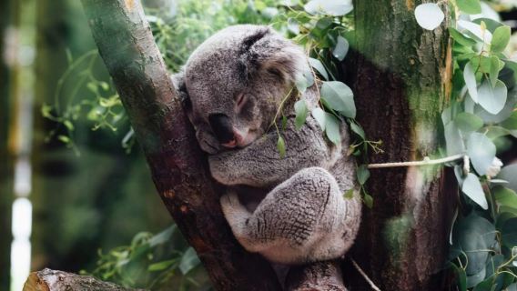 Choose N from 5 attractions pass: SEA LIFE Sydney Aquarium | Madame Tussauds Museum | Sydney Tower Eye | WILD LIFE Sydney Zoo | Sydney hop-on hop-off city sightseeing bus