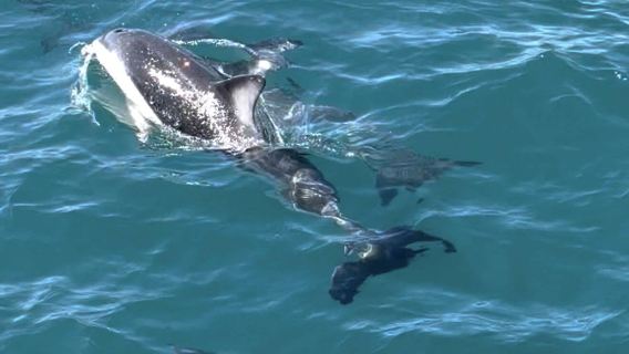 Depart from Christchurch: Kaikoura whale watching tour [small group tour with transfers, admission ticket and guide]