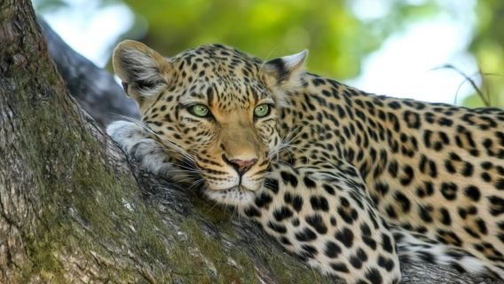 Jhalana Leopard Safari Jaipur – Sunrise & Sunset Jeep Safari