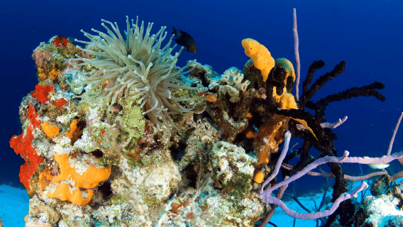 Playa del Carmen: Guided Reef Diving for Certified Divers