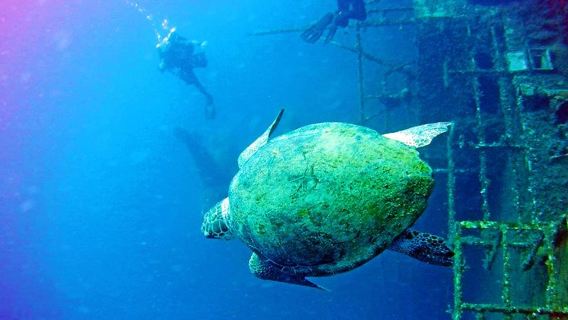 Larnaca: Private Zenobia Beginners Divers