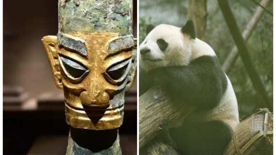 청두 싼싱두이 박물관 + 판다 기지: 1일 개인 투어