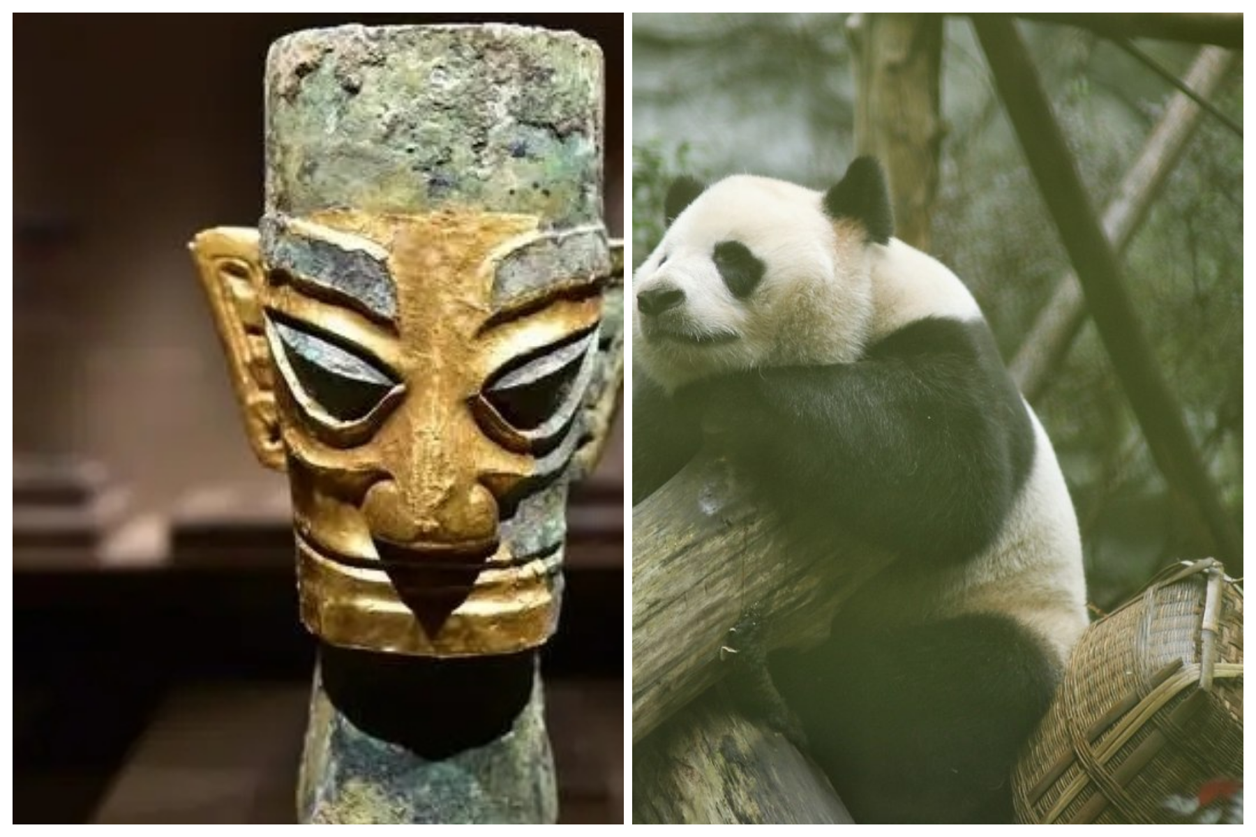 Chengdu Sanxingdui Museum + Panda Base: One-Day Private Tour