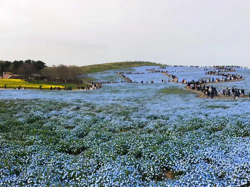 Ibaraki Hitachi Seaside Park one-day tour | Trip.com