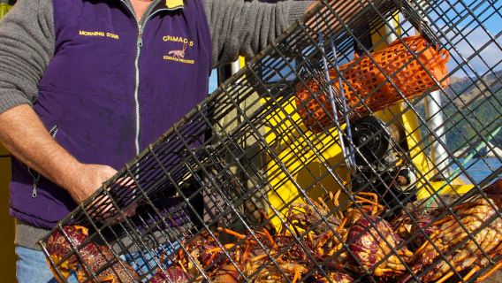 Nam Đảo New Zealand Câu cá biển Kaikoura - Thuyền trưởng IAN (thuyền trưởng địa phương giàu kinh nghiệm + đánh bắt tôm hùm và câu cá ngoài khơi)