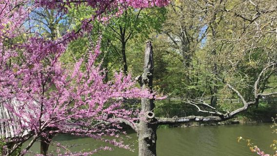 紐約：中央公園步行之旅