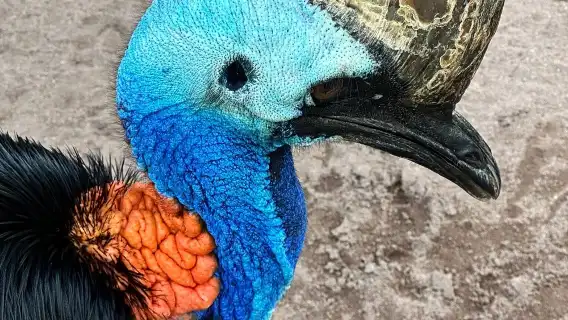 泰國芭達雅雲石公園鱷魚潭