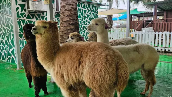 Ferme fruitière de Desaru|Excursion d'une journée au mini-zoo | Billet d'entrée tout compris |Départ de Johor Bahru