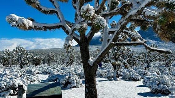 Las Vegas: Grand Canyon Skywalk & Hoover-Staudamm-Tour in kleiner Gruppe