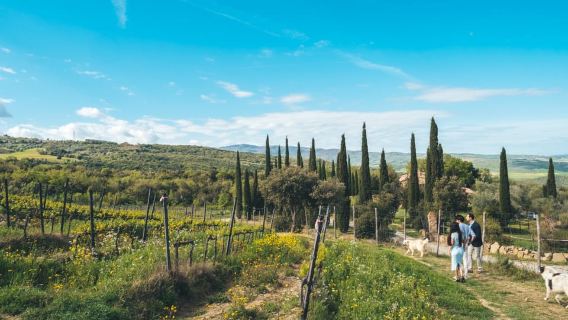 Val d'Orcia: Cata de vinos y gastronomía en un Podere