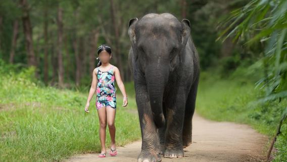Khao Lak: Elephant Bathing and Turtle Center Visit