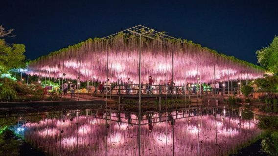 Tokyo: Ashikaga Flower Park with Entry Ticket