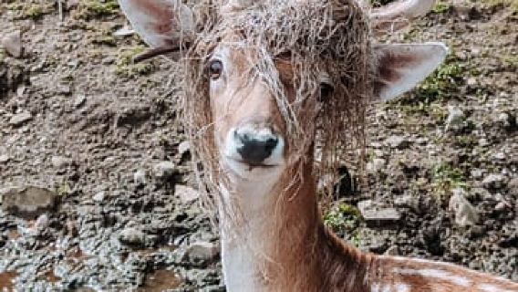 Ottawa: Private Wildlife Adventure Safari in Parc Omega