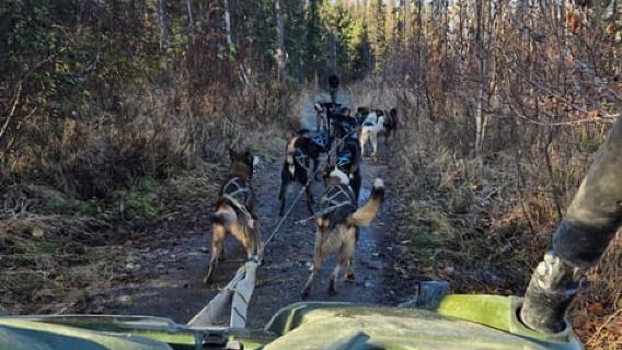 Willow: Avventura autunnale con la slitta trainata dai cani