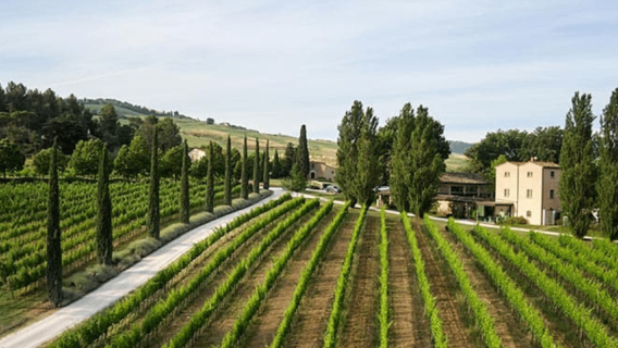 Boutique Organic Winery Visit & 6 Wine Tastings near Urbino
