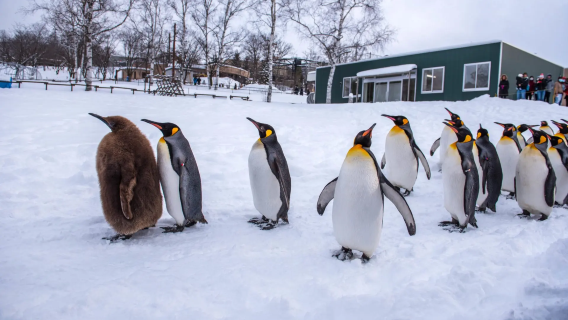 Excursion d'une journée au zoo d'Asahiyama, à l'étang bleu de Biei, à la cascade Shirahige et à la terrasse des elfes de la forêt à Hokkaido, Japon.