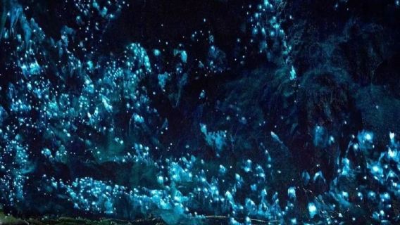 紐西蘭奧克蘭周邊比特村 + 懷託摩螢火蟲洞-包車-精選行程