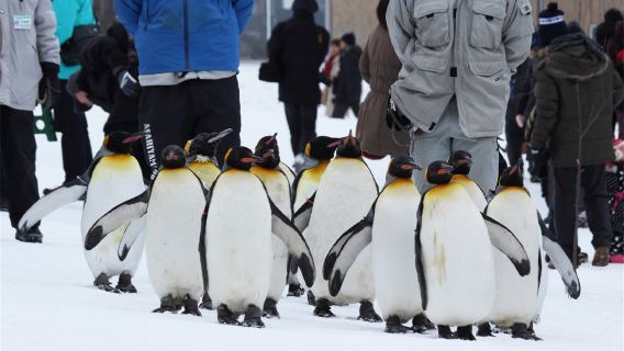 tour di un giorno allo zoo di Asahiyama, Stagno Blu e Shikisai no Oka in Hokkaido, con biglietto d'ingresso allo zoo incluso