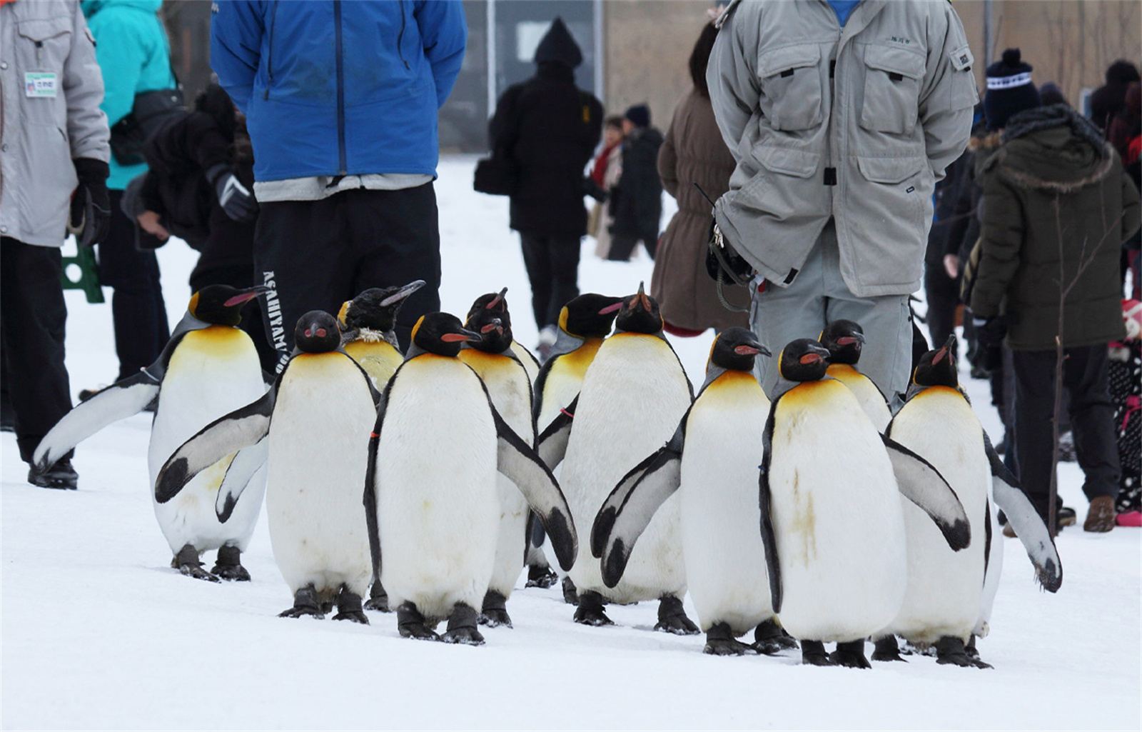 Hokkaido Asahiyama Zoo + Panoramic Flower Gardens Shikisai-no-oka Snow Play 1-Day Tour with Free Zoo Admission Ticket